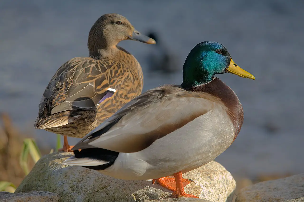 1280px Ducks in plymouth massachusetts