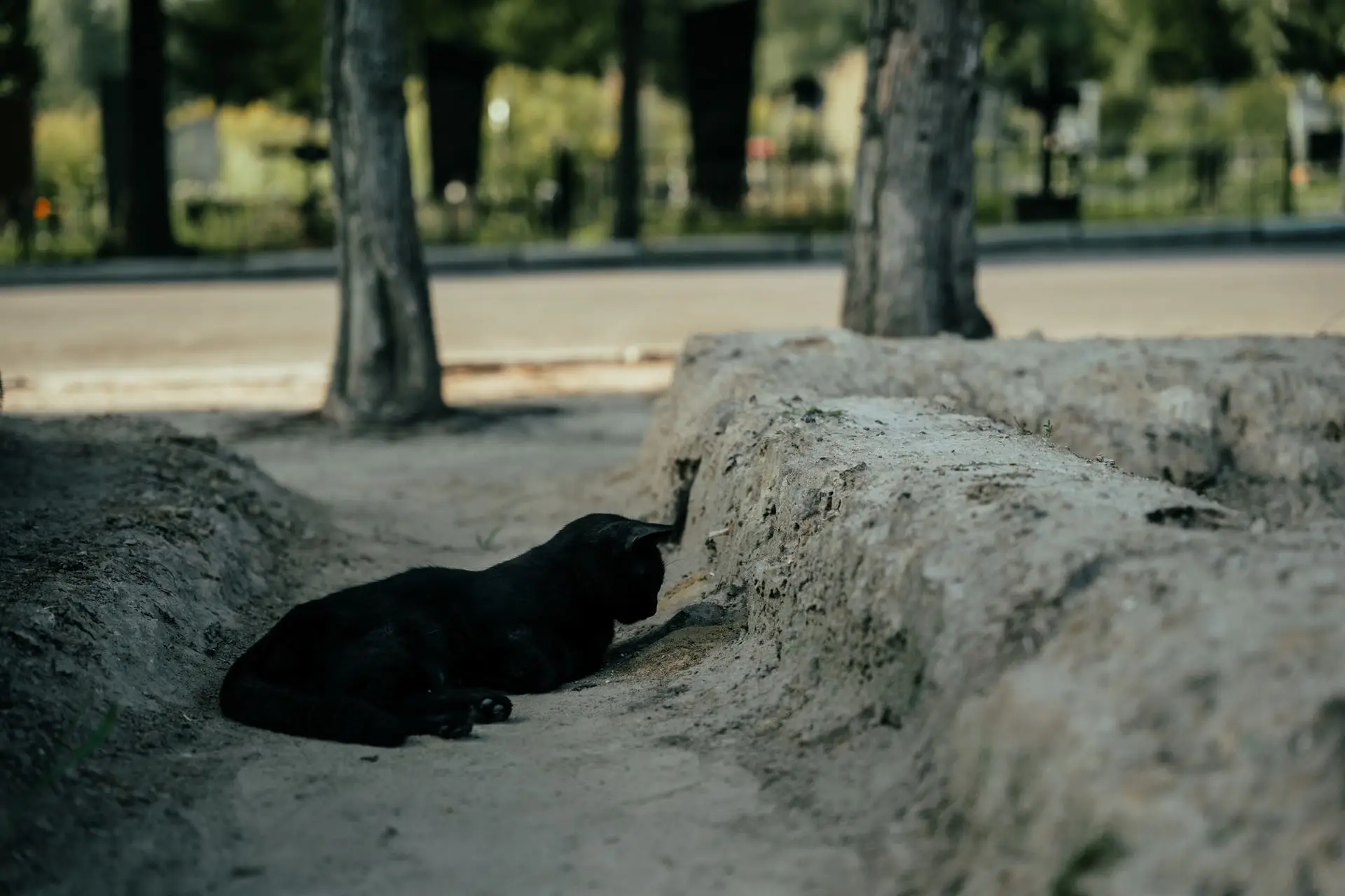 A black cat that seemed to appear out of nowhere at the cemetery